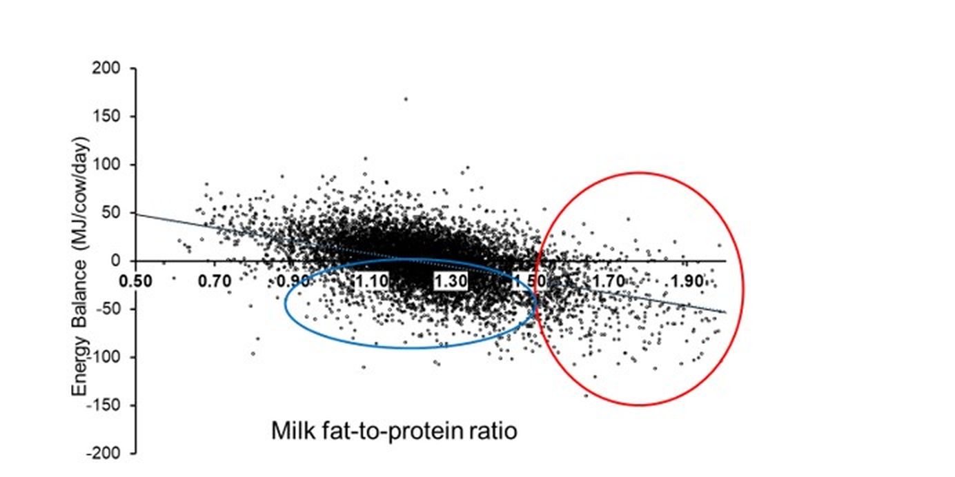 developing-an-improved-understanding-of-energy-balance-in-dairy-cows